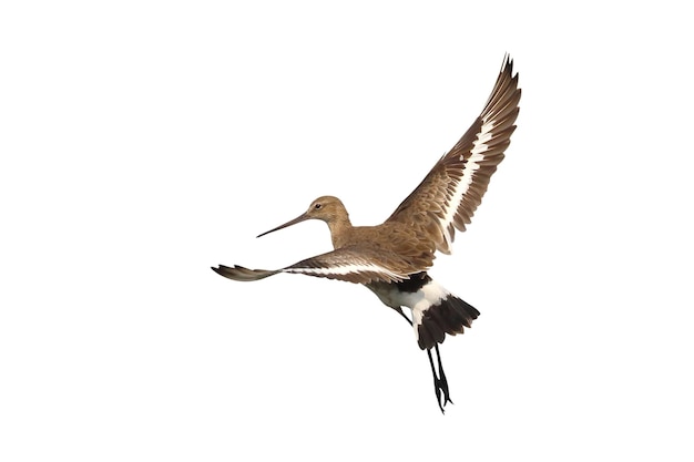 Blacktailed godwit flying isolated on white background