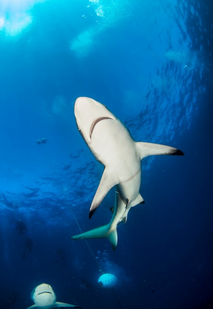 Blacktip ocean shark swimming in tropical underwaters. Sharks in underwater world. Observation of animal world. Scuba diving adventure in South Africa coast of RSA