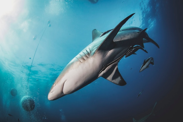 Blacktip ocean shark swimming in tropical underwaters. Sharks in underwater world. Observation of animal world. Scuba diving adventure in South Africa coast of RSA