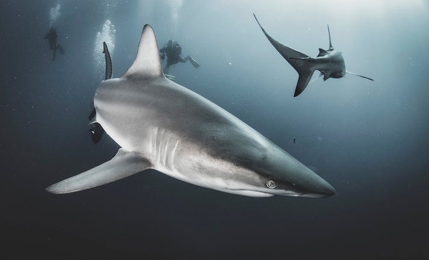 Blacktip ocean shark swimming in tropical underwaters. Sharks in underwater world. Observation of animal world. Scuba diving adventure in South Africa coast of RSA