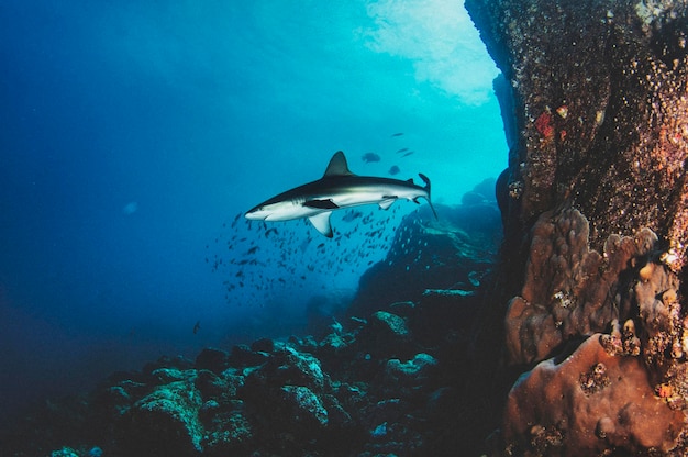 Blacktip reef ocean shark swimming in tropical underwaters