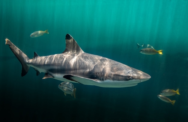 Blacktip reefs shark swimming in deep green water