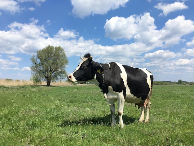 Blackwhite cow grazing on a green meadow