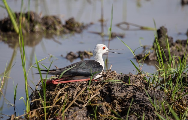 BlackWinged Stilt incubating in the nest Which likes to nest in the open space on the ground