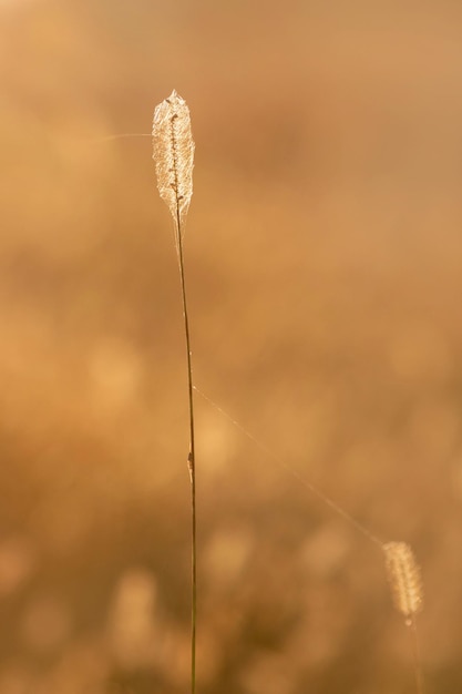 Blade of grass in beautiful sunset light