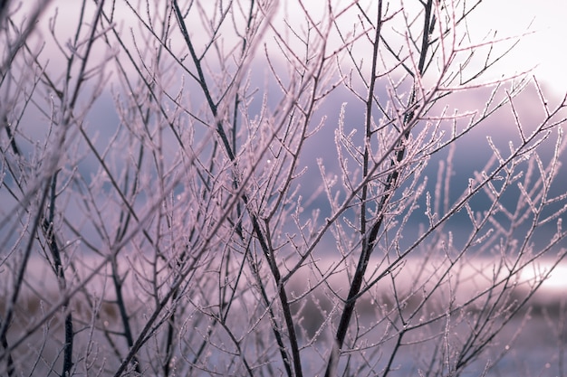 blades of grass in hoarfrost on a cloudy field