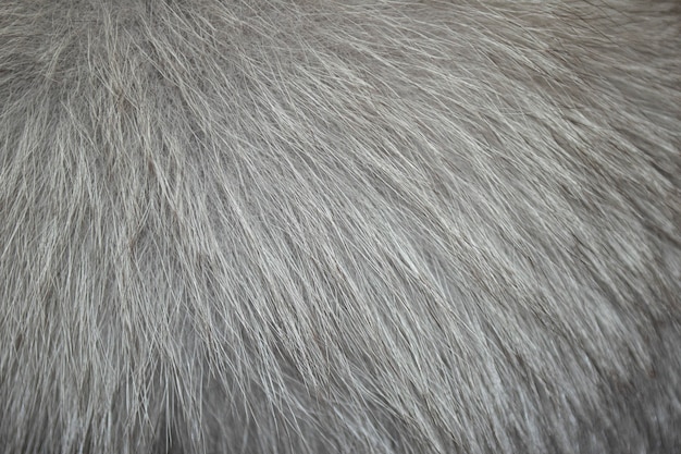 Blank clean gray natural fur background