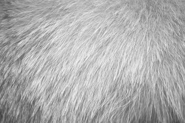 Blank clean white natural fur background texture