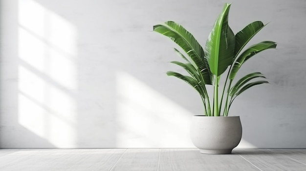 Blank clean white wall green tropical banana tree in pot on gray granite floor Generative AI