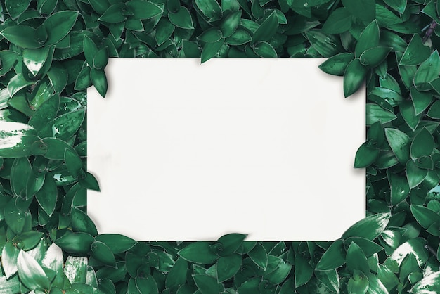 Blank paper on green leaves