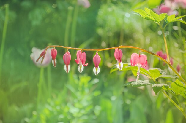 Bleeding heart flower or Dicentra spectabilis Lyre flower love heart