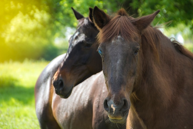 Blind Horse