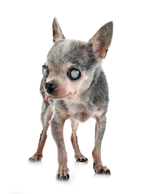 Blind old chihuahua in front of white background