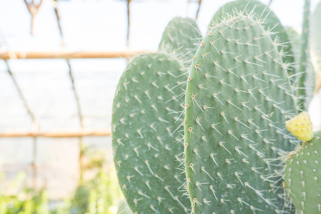 The blind prickly pear has an obvious trunk with many branches and grows up to 5 feet tall prickly