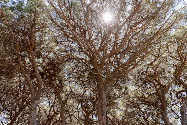 Blinding midday sun rays break through brown pine tree crowns natural background