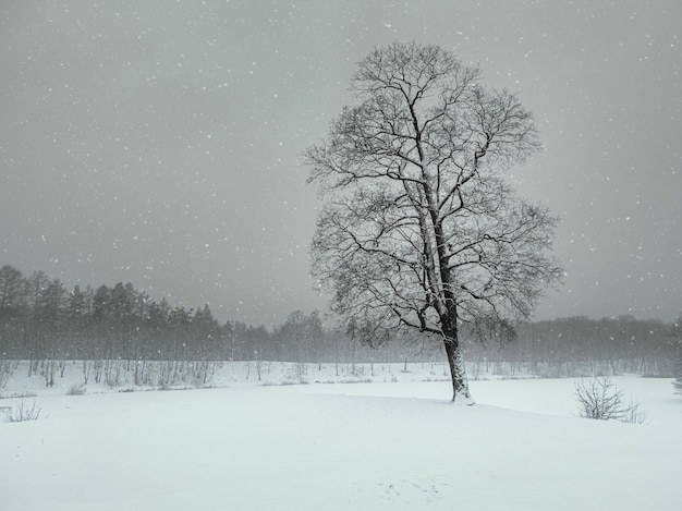 Blizzard in the winter park. Tree under snow cover. Minimalistic winter landscape.