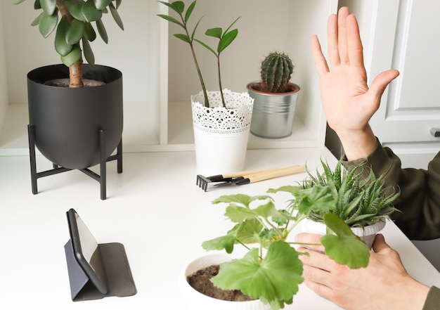 The blogger shows a raised hand in a smartphone and a lot of houseplants in pots