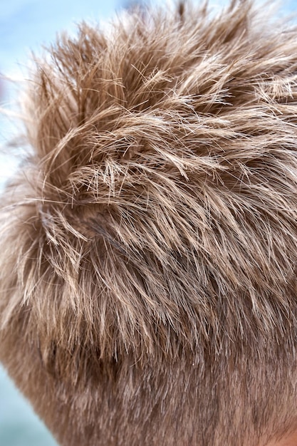 Blond hair stood on end after swimming in cold seawater Boy gets cold from long swimming in sea