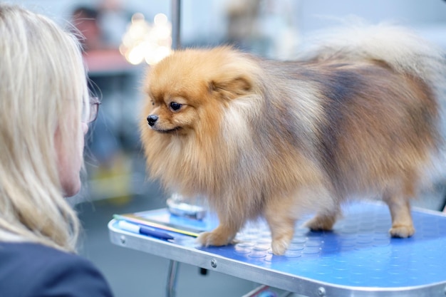 A blonde groomer looks into the eyes of a Pomeranian dog in an animal beauty salon