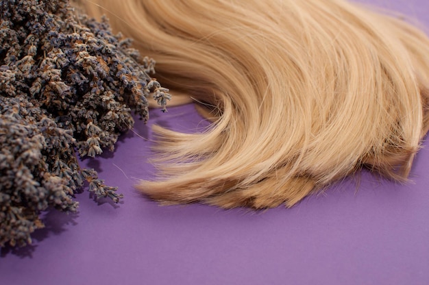 Blonde hair and a bouquet of dried lavender on a purple background