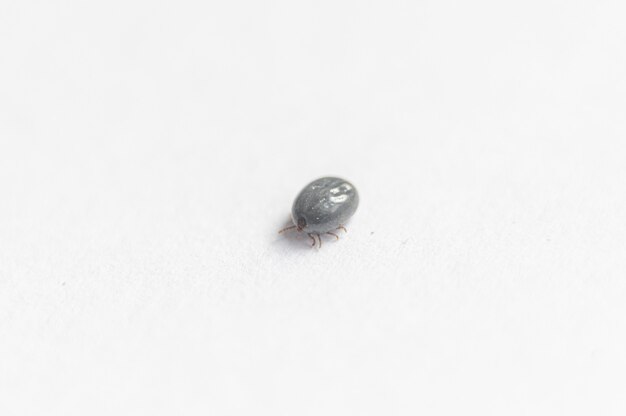 Blood sucking insect tick, drunk on blood, on white paper