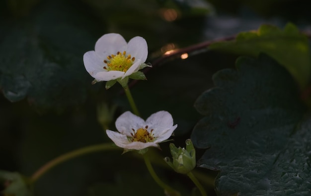 Bloom flower of strawberry with droplet on its leaf