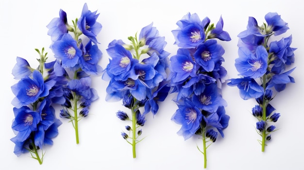 Bloom Isolated Delphinium