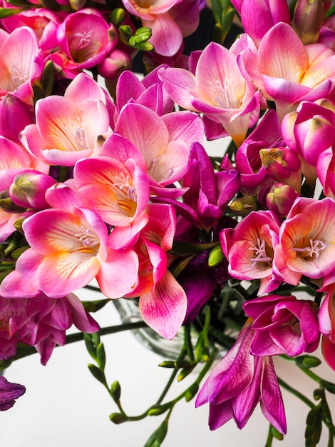 Bloom of pink freesias flowers isolated on white