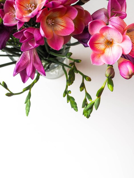 Bloom of pink freesias flowers isolated on white