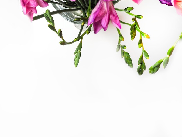 Bloom of pink freesias flowers isolated on white