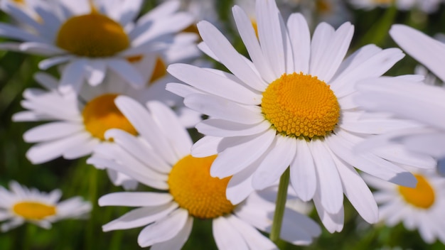 Bloomed chamomile flowers on a field