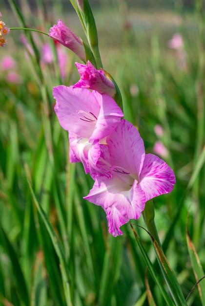 Bloomed pink gladiolus flower close up in the garden