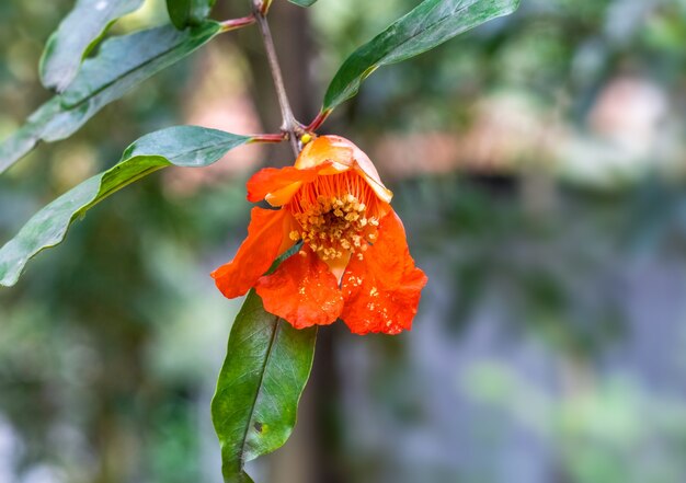 Bloomed red pomegranate flower with green leaves in the home garden