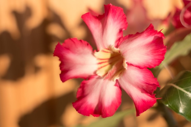 Blooming Adenium flower close-up. Adenium somalense. The succulent is blooming.