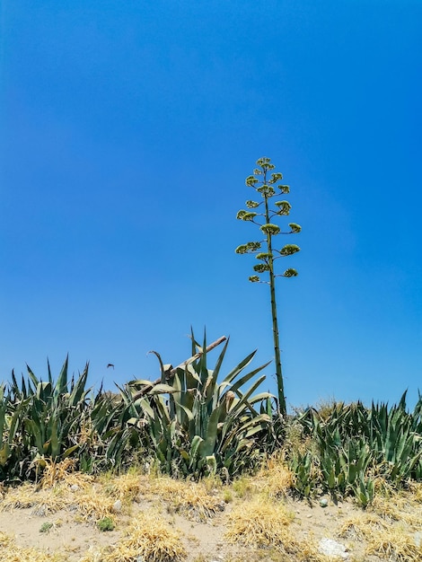 Blooming agave on the island of rhodes greece