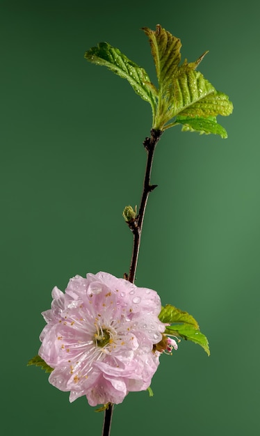 Blooming Almond Prunus triloba tree flowers on a green background