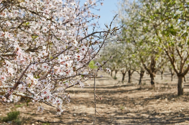 Photo blooming almond trees in early spring