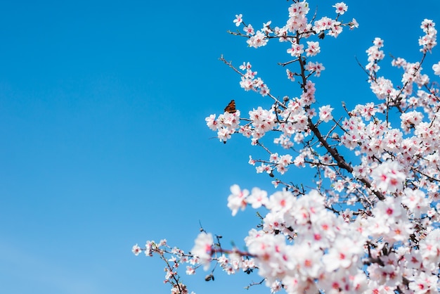 Blooming almonds on a background of blue sky