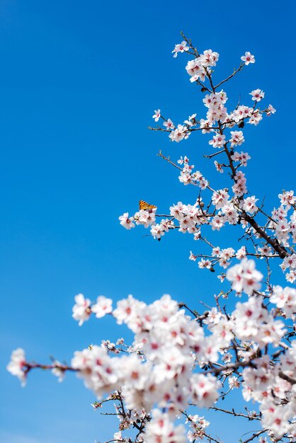 Blooming almonds on a background of blue sky