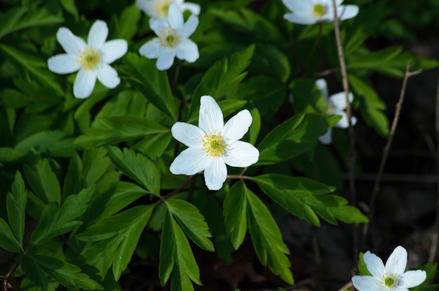 blooming anemone oakwood in spring closeup