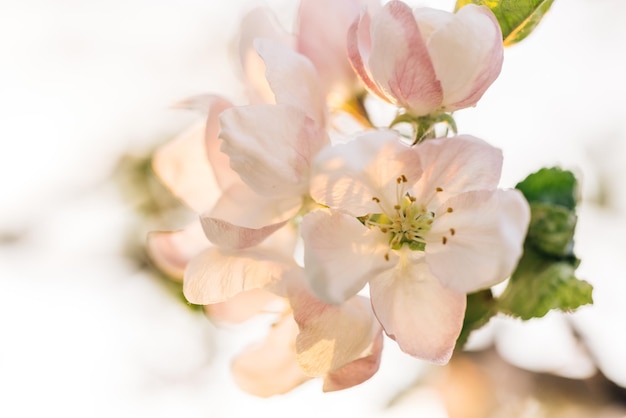 Blooming apple flowers and sun flares spring awakening camera movement along the apple branches