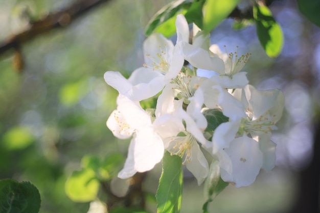 blooming apple orchard spring background branches trees flowers nature