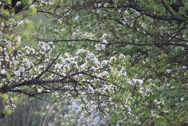 blooming apple orchard spring background branches trees flowers nature