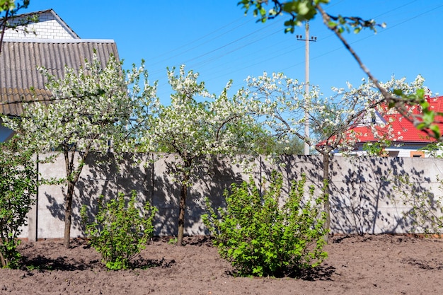 Blooming apple and plum trees in a farmer's garden on a sunny day