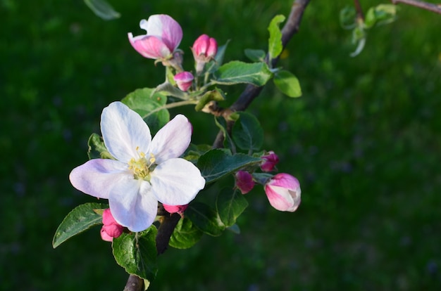 Blooming apple in the spring garden