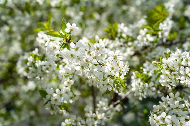 Blooming apple tree background Blossoming apple tree branches selective soft focus