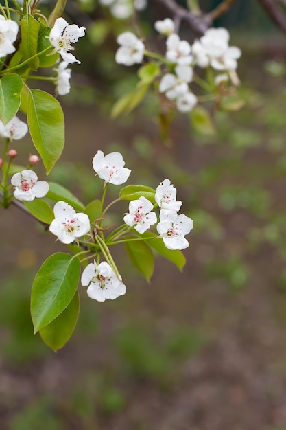 Blooming apple tree on a blurred natural background Selective focus High quality photo