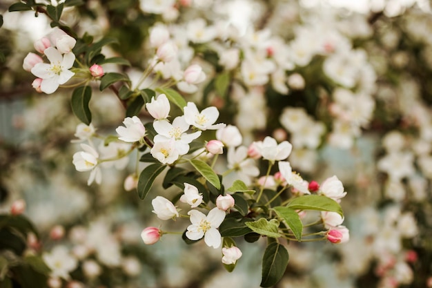 Blooming apple tree branch in front of bokeh blossom background