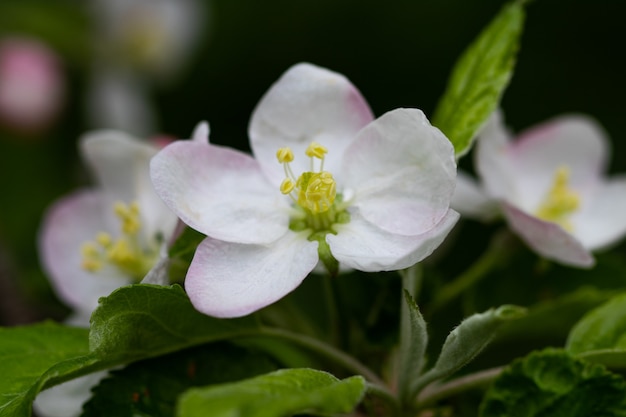 Blooming apple tree branch, white flowers of apple tree.