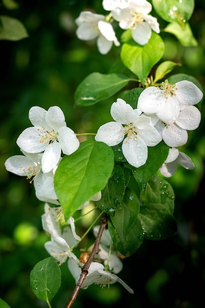 Blooming apple tree branch with white flowers